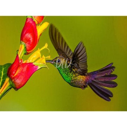 Paint Flower Bird