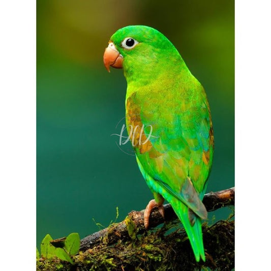 Parrot 75X50Cm(Size) 1000Pcs Paper Jigsaw Puzzles