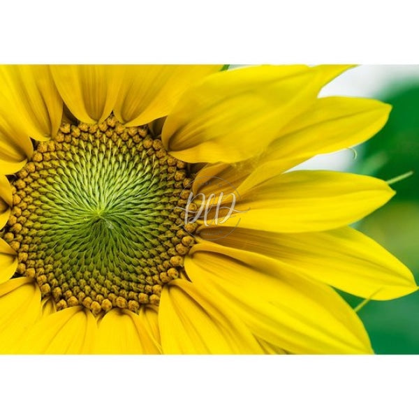 Yellow Sunflower 75X50Cm(Size) 1000Pcs Paper Jigsaw Puzzles