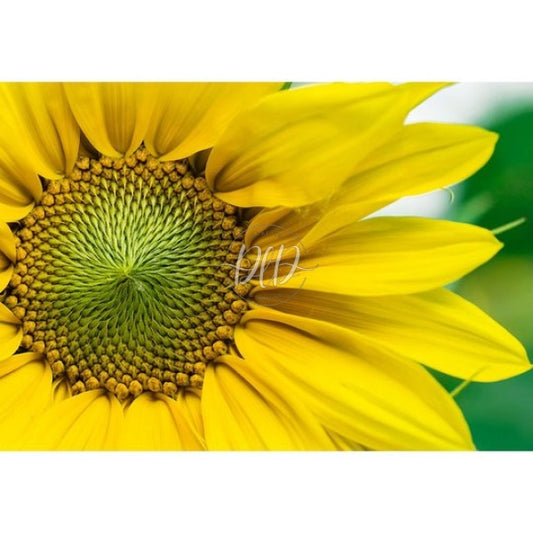 Yellow Sunflower 75X50Cm(Size) 1000Pcs Paper Jigsaw Puzzles
