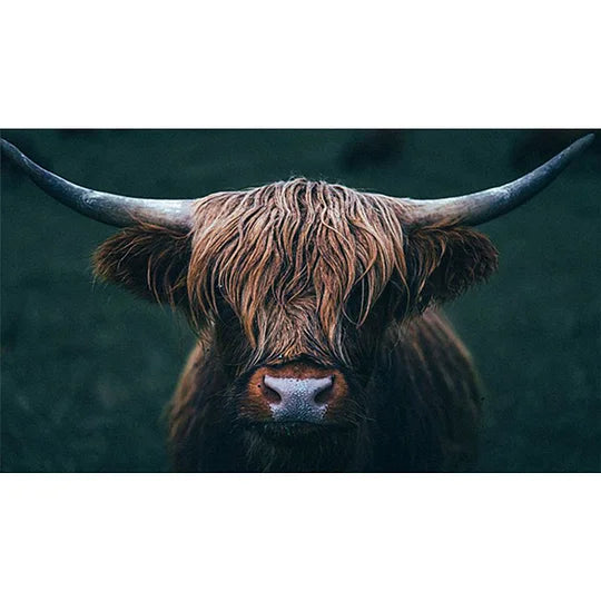 Highland Yak