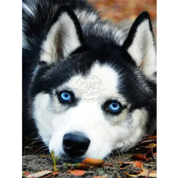 Alaskan Klee Kai