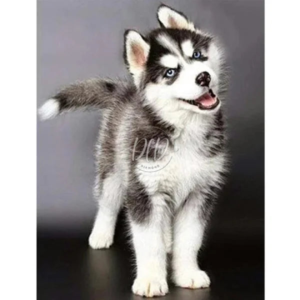 Alaskan Klee Kai