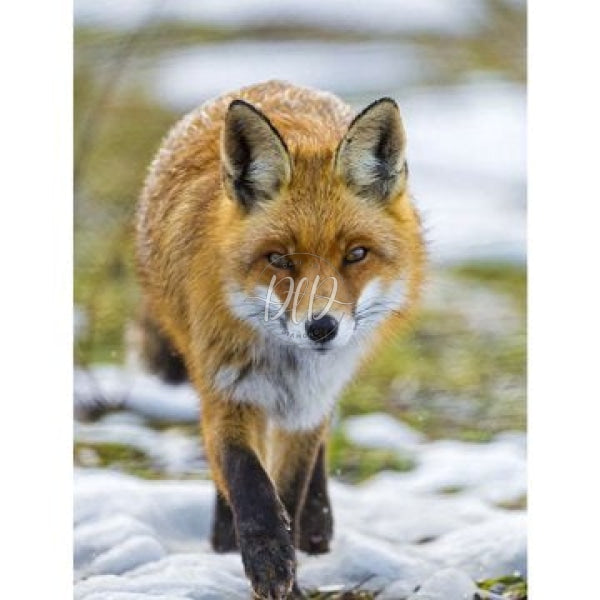 Arctic Fox