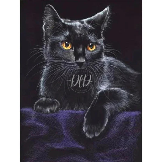 Black Cat Portrait