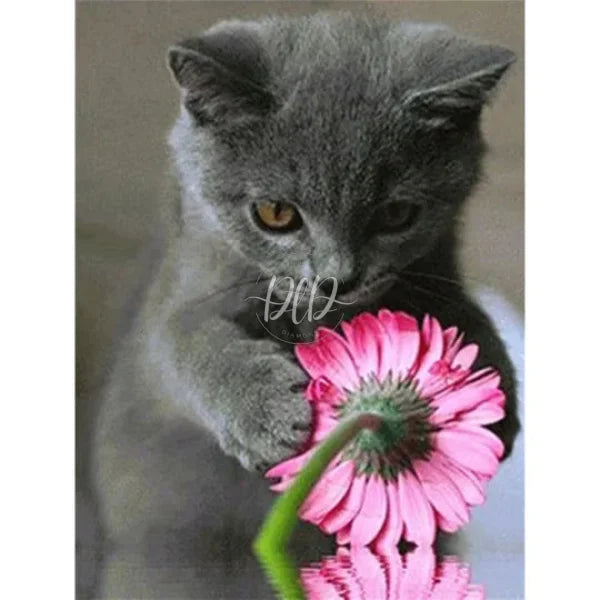 Cat With Flower Reflection