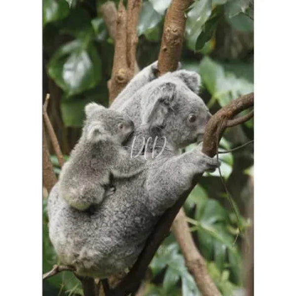 Cute Koala 30X40Cm(Canvas) Full Round Drill Diamond Painting