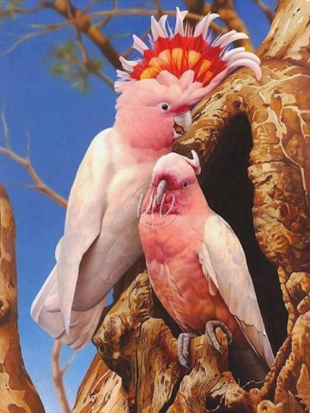 Mitchells Cockatoo