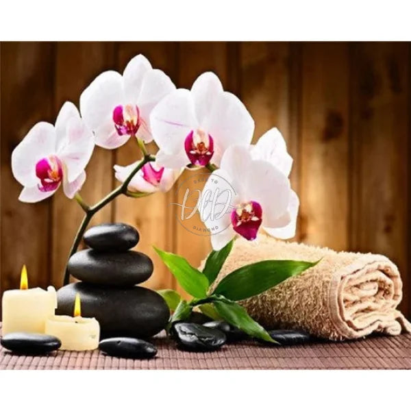 Phalaenopsis Zen Stone