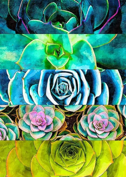 Succulent Plants