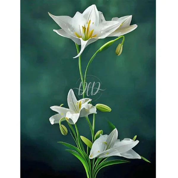 White Lily